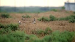 Gazelle Goitered Stock Footage