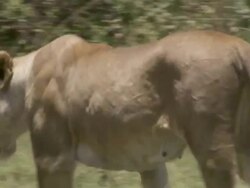 MS TS Lion walking and then laying in grass / Tanzania  Stock Footage