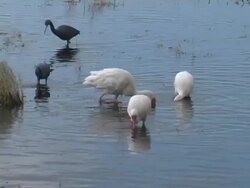 Wetlands' Wading birds Stock Footage