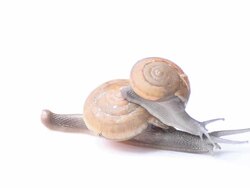 Mother and child Snail Stock Footage