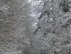 MS TD View of forest landscape during winter / Saarburg, Rhineland-Palatinate, Germany Stock Footage