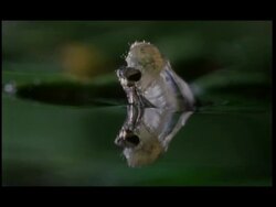 T/L Anopheles gambiae Mosquito emergence Stock Footage