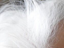 Gray hair of senior woman Stock Footage