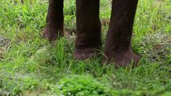 Elephant Eating Stock Footage