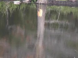Pine tree refection in water Stock Footage