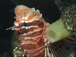 ECU Broad barred fire fish hiding in crevice covered with coral and sponges / Matola, Maputo, Mozambique Stock Footage