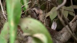 MS Sloth on a tree Stock Footage