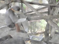 Douc Langur, Pygathrix Nemaeus Stock Footage