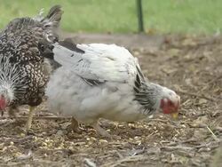 MS SLO MO Shot of Free range hens scratch and feed on corn in farm yatd / Chelsea, Michigan, United States  Stock Footage