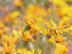 MS R/F Shot of Namaqualand daisies / Namaqualand, Northern Cape, South Africa Stock Footage