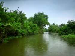 wetlands in the rain Stock Footage