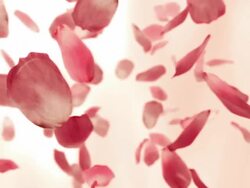 Red Rose Petals Stock Footage