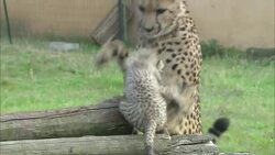 A cheetah plays with her cubs. Stock Footage