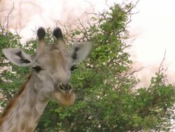CU Shot of young calf observing surroundings / Okavango Delta, North West District, Botswana Stock Footage