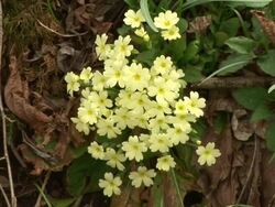 HD: Primroses Stock Footage