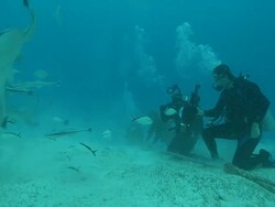 MS PAN Diver in chainmail wetsuit feeding bull sharks / Playa del Carmen, Isla Mujeres, Mexico Stock Footage