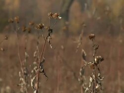 Prairie 005 A 1080p30 Stock Footage