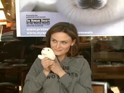 Celebrity Save The Seal Day: Press Conference Hosted by Celebrities Against The Seal Hunt Stock Footage