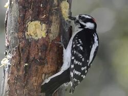 CU Shot of Male downy woodpecker (Picoides pubescens) pecks at homemade suet in wooden feeder / Valparaiso, Indiana, United States Stock Footage
