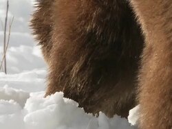 MS SLO MO  Grizzly bear digging in snow / Livingstone, Montana, United States Stock Footage