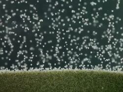 CU Microscopic organisms floating or swimming in laboratory tank Stock Footage