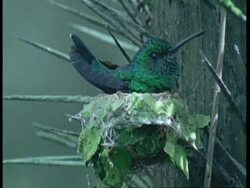 CU Hummingbird on nest, South America Stock Footage