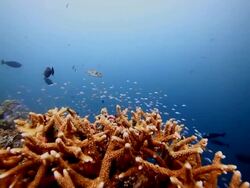 Coral Stock Footage