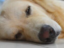 Sickness Golden Retriever Dog Stock Footage