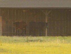 HD: Two Horses In The Barn Stock Footage