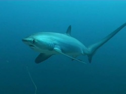 Thresher shark (Alopias vulpinus) behaviour coming into cleaning stations to be cleaned, Malapascua, Philippines Stock Footage