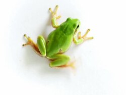 Tree Frog Crawling and Jumping Away White Background Stock Footage