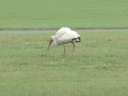 Ibis 1 Stock Footage