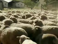CU ZO Herd of sheep walking on farm in Malmesbury / Western Cape, South Africa Stock Footage