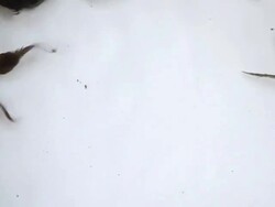 Tadpoles Stock Footage