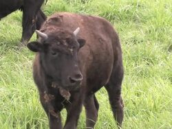 Buffalo 4 - HD 1080/24f Stock Footage