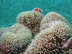 Pink skunk clownfish Stock Footage