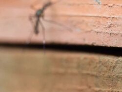 mosquito Stock Footage