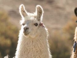 CU PAN Shot of Llama, Lama Glama on altiplano in Andes mountains / San Pedro de Atacama, Norte Grande, Chile Stock Footage