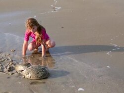 WS Shot of young girl watching two horseshoe crabs on beach / St Simon's Island, Georgia, United States Stock Footage