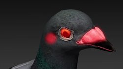 Study identifies how pigeons navigate using magnetic fields Instructional Video