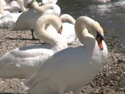 swans Stock Footage