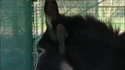 Conservationists bid to revive oxpecker bird population News Clip