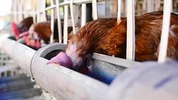 Chicken eggs eating food in farm Stock Footage
