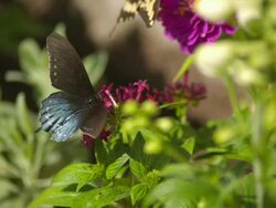 CU SLO MO Shot of Gray swallowtail butterfly flying away from red flower / Santa Barbara, California, United States Stock Footage