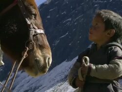 CU Child standing near horse at camp / Himalayas, Upper Dolpo, Nepal    Stock Footage