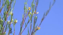 VOICED: Climate change threatens South Africa's rooibos tea News Clip