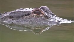 A crocodile rests snout deep in a calm river. Stock Footage