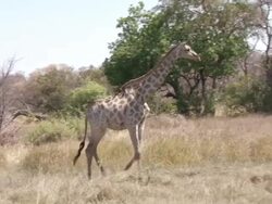 MS TS Shot of giraffe walking from left to right near trees / ghanzi district, ghanzi district, botswana Stock Footage