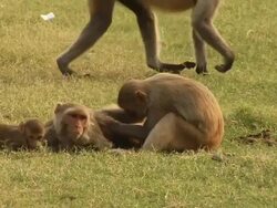MS Monkeys sitting in lawn  / Alwar, Rajasthan, India Stock Footage