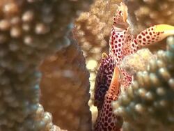 MS Shot of Coral crabs hiding in coral / Mahe, Seychelles Stock Footage